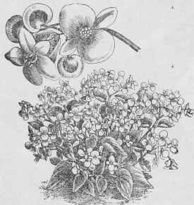 B. ‘Florida Incomparabilis’